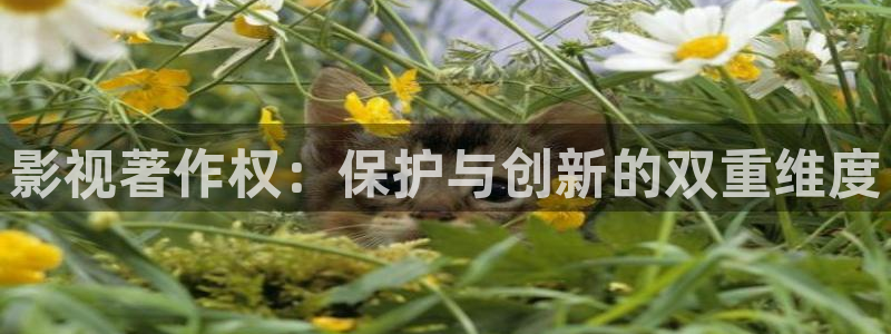 草莓视频在线观看入口：影视著作权：保护与创新的双重维度